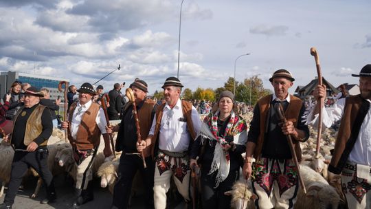 1400 owiec na ulicach Nowego Targu! Jesienny redyk bacy Józefa Klimowskiego zakończył sezon wypasu