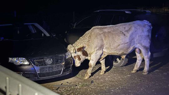 Moszczenica, powiat gorlicki, agresywne byki, byki staranowały właściciela, byki uszkodziły samochody