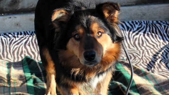 Schronisko dla psów w Nowym Targu, Nowy Targ, Kokoszków, Podhale, powiat nowotarski, bezdomne zwierzęta