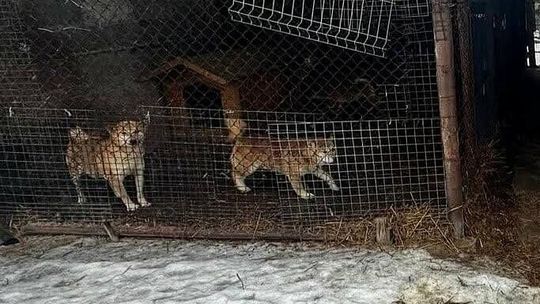 Gmina Wieliczka, znęcanie nad zwierzętami, zabrane zwierzęta, weterynarz, na sygnale, znęcanie nad zwierzętami