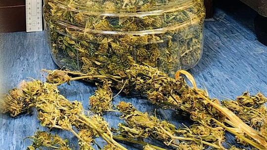 Pacanów, policjanci, funkcjonariusze z Rabki-Zdroju, narko-biznes, marihuana, konopie indyjskie, duża ilość narkotyków