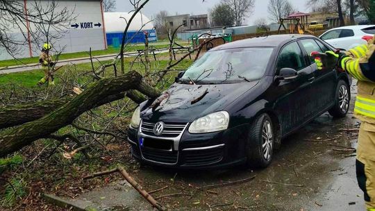 Konary drzewa runęły na samochód osobowy w Radłowie [FOTO]