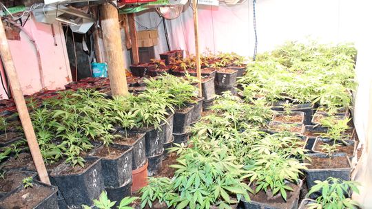 Na zdjęciu plantacja marihuany w powiecie miechowskim