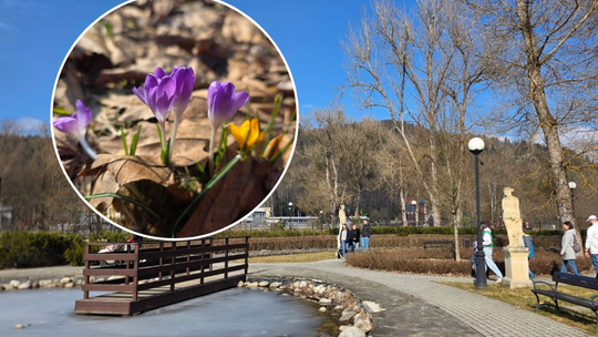 Muszyna, powiat nowosądecki, Sądecczyzna, krokusy, wiosna w Muszynie, Muszyna w Necie