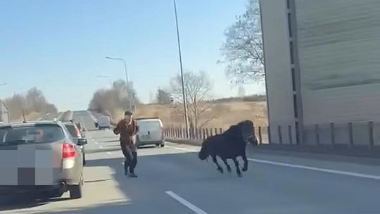 Koń, Dąbrowa Górnicza, Olkusz, DK94, na sygnale, spłoszony koń, spłoszone zwierzę