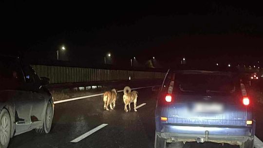 Zakopianka, Pcim, Stróża, utrudnienia na Zakopiance, nietypowe utrudnienia na Zakopiance, utrudnienia w ruchu, akcja policji