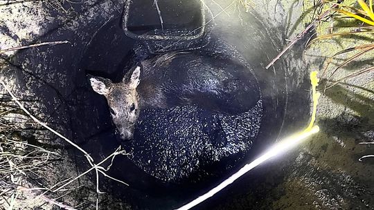 Sarna, Nowa Huta, nietypowa interwencja służb w Krakowie, interwencja strażaków, ulica Wielkich Pieców