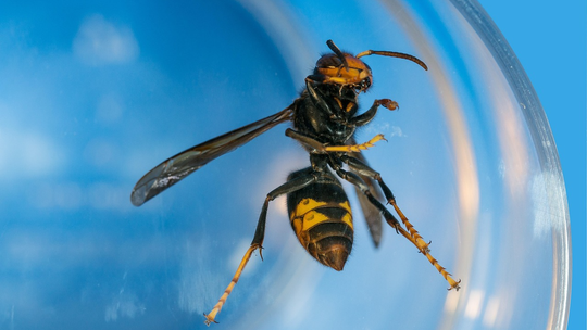 Pierwsze w Polsce gniazdo szerszenia azjatyckiego zlikwidowane pod Krakowem. Specjaliści apelują o czujność