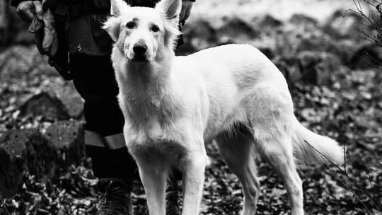 Bagira, Goszcza, OSP Goszcza, grupa poszukiwawczo-ratownicza, nie żyje pies ratownik, odszedł pies ratownik, nie żyje Bagira