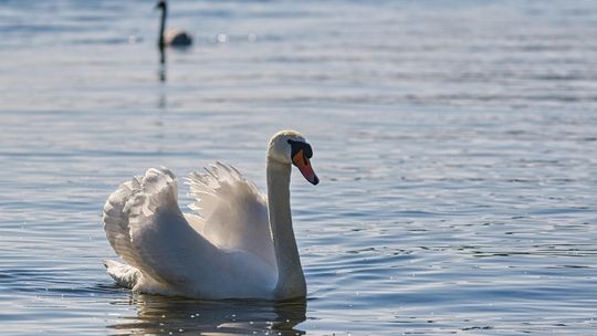 Waksmund, powiat nowotarski, Podhale, powiat limanowski, powiat tatrzański, łabędź niemy