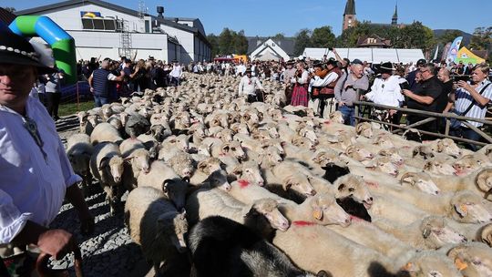 Redyk w Rabce-Zdroju przyciągnął tysiące turystów. Fenomenalna promocja miasta [ZDJĘCIA]