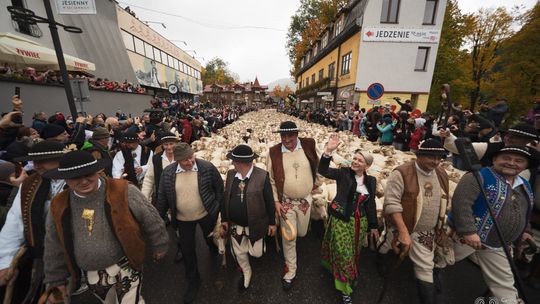 Redyk Jesienny w Szczawnicy, baca Józef Klonowski, baca Andrzej Majewski, redyk, owce, podróż, Beskid Niski, Nowy Targ