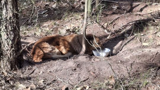 Dąbrowa Tarnowska, pies przywiązany łańcuchem do drzewa, piekło z gotowane psu w lesie, znęcanie się nad psem, pies przywiązany łańcuchem