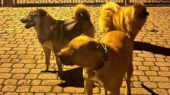 agresywne psy, Rdzawka, Podhale, powiat nowotarski, policja w Nowym Targu, prośba o udostępnienie