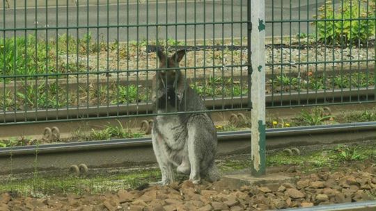 Kangur w Nowej Hucie, obława na kangura w Krakowie, Kraków, Nowa Huta, na sygnale, policyjna obława