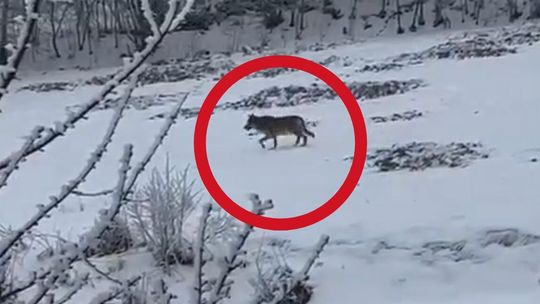 wilk, Trzebunia, gmina Pcim, powiat myślenicki, wilk w pobliżu domów, nagranie wilka
