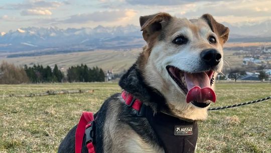 Znamy wyniki kontroli w nowotarskim schronisku. Ważne oświadczenie po fali oskarżeń!