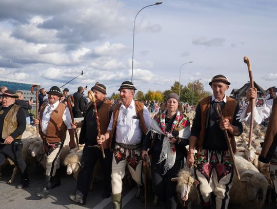 1400 owiec na ulicach Nowego Targu! Jesienny redyk bacy Józefa Klimowskiego zakończył sezon wypasu