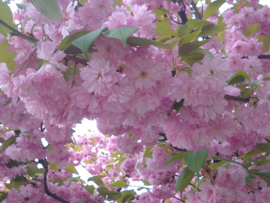 na zdjęciu widać gałązki kwitnącej wiśni