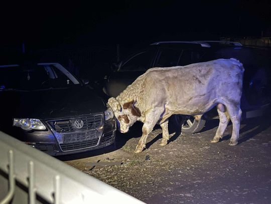 Moszczenica, powiat gorlicki, agresywne byki, byki staranowały właściciela, byki uszkodziły samochody