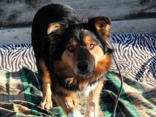 Burza wokół schroniska dla psów w Nowym Targu. Fala protestów i oświadczenie właścicieli [FOTO]