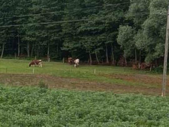 Cztery krowy zaginęły w powiecie proszowickim. Trwają poszukiwania