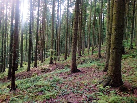 Dostała udaru podczas grzybobrania w powiecie oświęcimskim