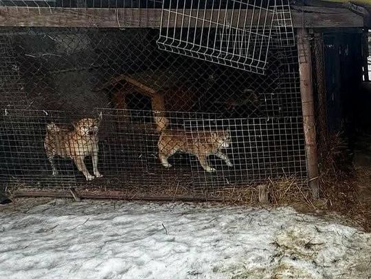 Gmina Wieliczka, znęcanie nad zwierzętami, zabrane zwierzęta, weterynarz, na sygnale, znęcanie nad zwierzętami