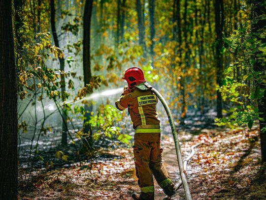 Na zdjęciu strażak walczący z pożarem lasu w Wolbromiu