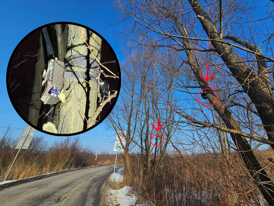 Kraków, SCT, strefa czystego transportu w Krakowie, fotopułapki, montowane na drzewach fotopułapki, znaki SCT