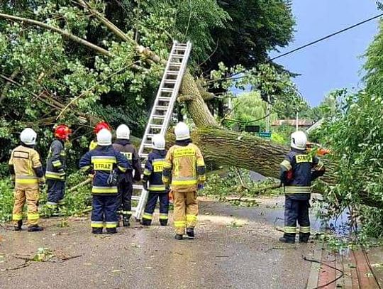 Na zdjęciu drzewo przewrócone na drogę po czwartkowych burzach