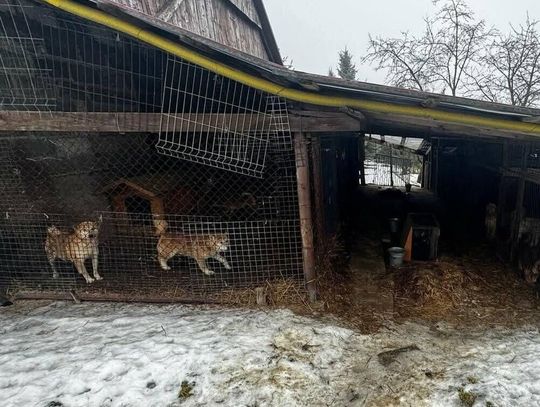 Interwencja w gminie Wieliczka: Policja odebrała 39 zwierząt z powodu skrajnych zaniedbań [FOTO]