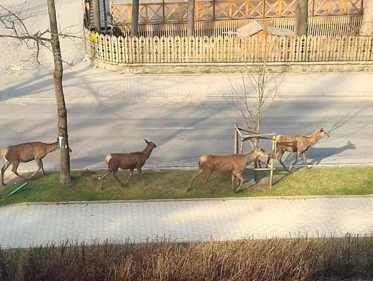 Jelenie i łanie na ulicach Zakopanego. Zagrożenie czy atrakcja?