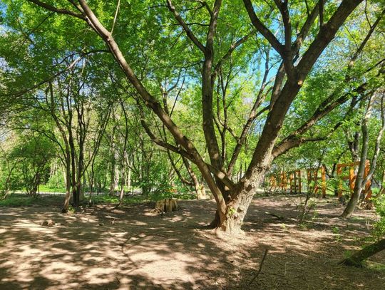 Park Łokietka w Krakowie, rewitalizacja terenu, nowy park na terenie Krakowa, park Łokietka, Kraków, inwestycja, budowa