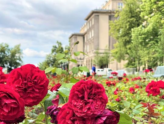 Już w sobotę 22 lipca spacer po nowohuckim rosarium