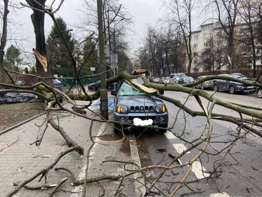 Na zdjęciu konary drzewa, które uszkodziły samochody na ulicy Senatorskiej w Krakowie