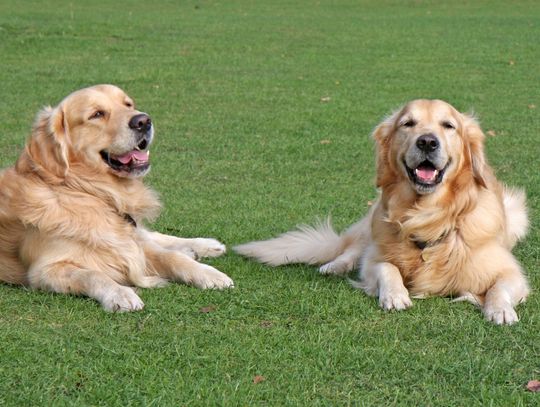 Psy Golden Retriever