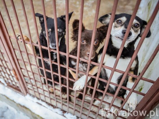 Na zdjęciu psy w Krakowskim Schronisku dla Bezdomnych Zwierząt