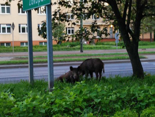 Kraków walczy z rosnącą populacją dzików. Będzie więcej odłowni, odstrzałów i działań edukacyjnych
