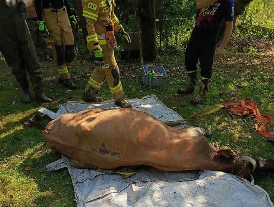 Krowa uratowana z błotnej pułapki w gminie Gromnik [FOTO]