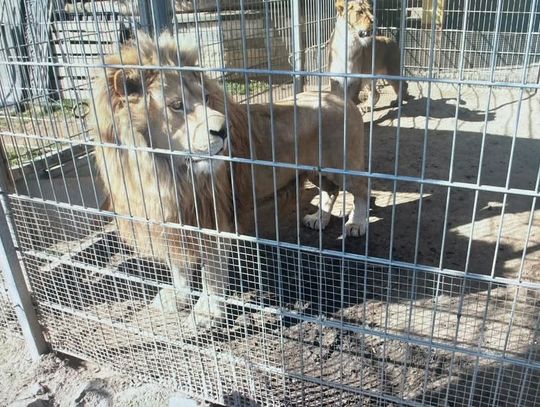 Mieszkaniec Czchowa nielegalnie przetrzymywał lwy i tygrysa???!!! [FOTO]