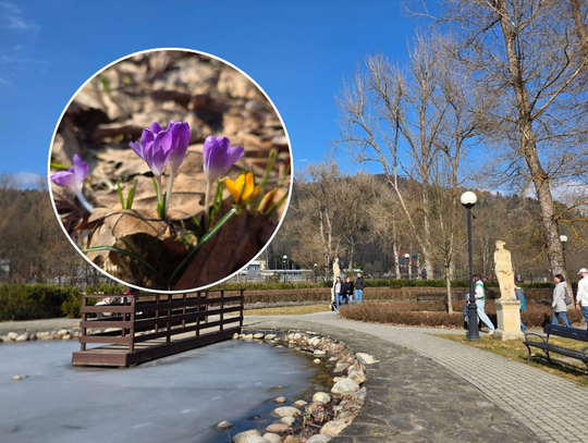 Muszyna, powiat nowosądecki, Sądecczyzna, krokusy, wiosna w Muszynie, Muszyna w Necie