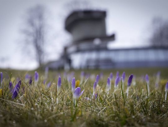 Muszyna zaprasza na krokusowy zawrót głowy i nie tylko