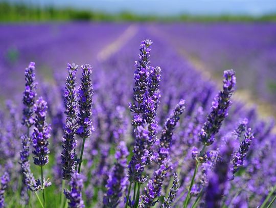 Nie musisz lecieć do Prowansji! Odkryj najpiękniejsze lawendowe ogrody Małopolski, które zachwycą Cię aromatem i kolorem! Pole lawendowe