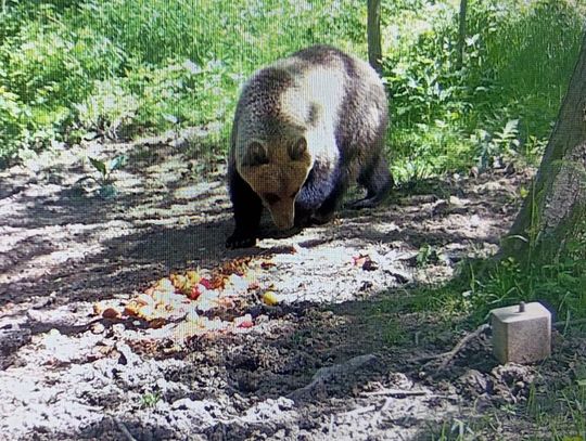Na zdjęciu niedźwiedź uchwycony na fotopułapce w tarnowskich lasach