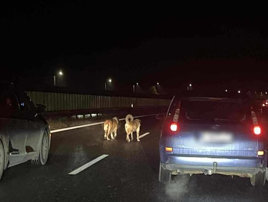 Zakopianka, Pcim, Stróża, utrudnienia na Zakopiance, nietypowe utrudnienia na Zakopiance, utrudnienia w ruchu, akcja policji