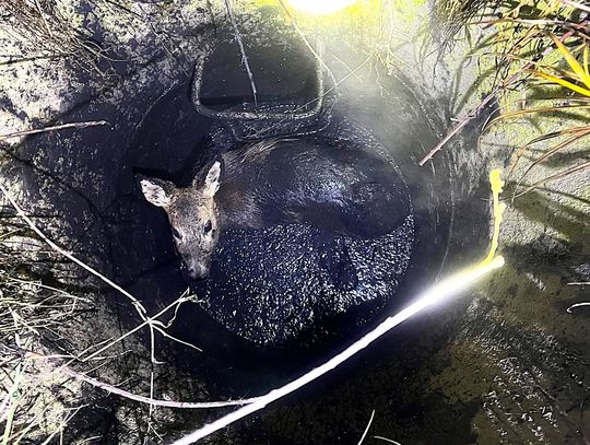 Sarna, Nowa Huta, nietypowa interwencja służb w Krakowie, interwencja strażaków, ulica Wielkich Pieców