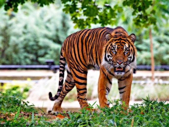 Odkryj najlepsze ogrody zoologiczne w Małopolsce! Tych miejsc nie możesz przegapić Tygrys sumatrzański