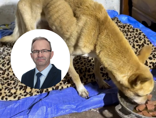 Leszek Świder, pies, zagłodzony pies, na sygnale, Rabka-Zdrój, DIOZ, Podhale