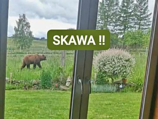 Skawa, powiat nowotarski, gmina Raba Wyżna, na sygnale, niedźwiedź brunatny, ostrzeżenie
